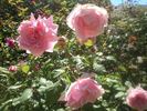 Fairlie Rede rose photo