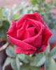 Red Masterpiece rose photo