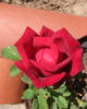 Red Masterpiece rose photo