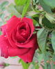 Red Masterpiece rose photo