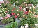 Archimedes rose photo