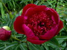 Instituteur Doriat peony photo