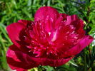 Instituteur Doriat peony photo