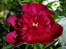 Instituteur Doriat peony photo