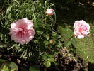 Lady Sylvia rose photo