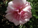 Lady Sylvia rose photo