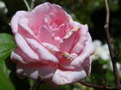 Martha rose photo