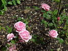 Martha rose photo