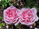 Martha rose photo