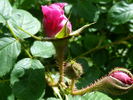 Parkjuwel rose photo