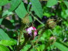 Angelique Quetier rose photo