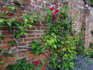 Ards Rover rose photo