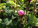 De Candolle rose photo