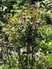 De Candolle rose photo