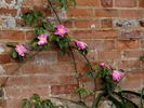 Ramona (hybrid laevigata, Dietrich rose photo