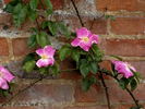 Ramona (hybrid laevigata, Dietrich rose photo