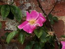 Ramona (hybrid laevigata, Dietrich rose photo