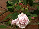 Blairii No. 1 rose photo