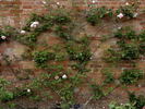 Blairii No. 1 rose photo