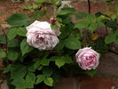 Blairii No. 1 rose photo