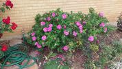Moje Hammarberg rose photo