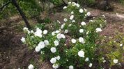 Sir Thomas Lipton rose photo