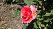 Spanish Rhapsody rose photo