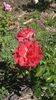 Laura Bush ™ rose photo