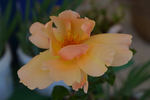 Gooiland Beauty rose photo
