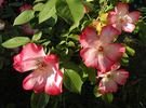 Pretty Kiss rose photo