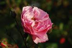 Märchenland rose photo