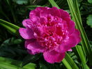 Barbara peony photo