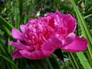 Barbara peony photo
