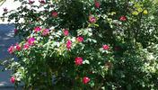 William Booth rose photo