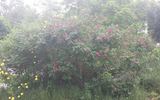 William Booth rose photo