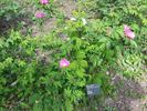Bertha rose photo