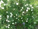 Leafland Double White Altai rose photo