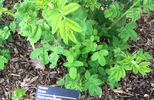 <I>R. achburensis</I> rose photo