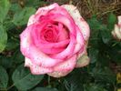 My Lady Barbara rose photo