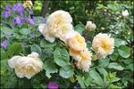 Charity rose photo