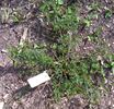 R. luciae fujisanensis rose photo