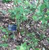 R. sicula rose photo