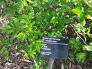 <i>Rosa</i> X <i>rapa</i> Bosc rose photo