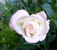 X-Rated rose photo