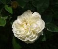 Yellow Romantica™ rose photo