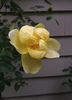 Lawrence Johnston rose photo
