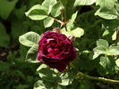 Baron de Bonstetten rose photo