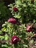 Baron de Bonstetten rose photo