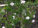 Blush Boursault rose photo