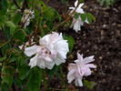 Blush Boursault rose photo